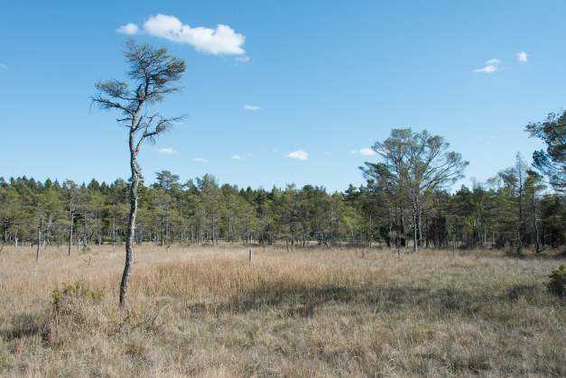 Agk&auml;rr vid Bluttmo k&auml;llmyr inom N2000-omr&aring;det Gildarshagen p&aring; Gotland. Agk&auml;rr &auml;r en naturtyp som kr&auml;ver en h&ouml;g grundvattenniv&aring; eller &ouml;ppet vatten.