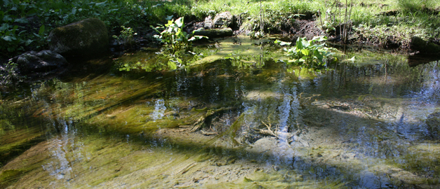 Vattenspegel i Hammarby källa.