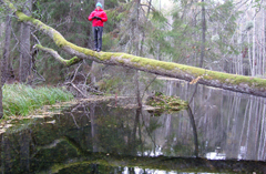 En person står på en gren långt upp i luften ovanför Ingbo källa, Tärnsjö. Foto.