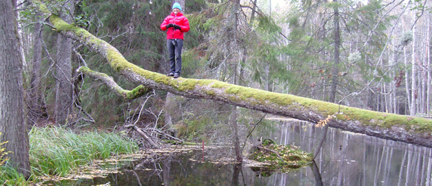 En person står på en gren långt upp i luften ovanför Ingbo källa, Tärnsjö.