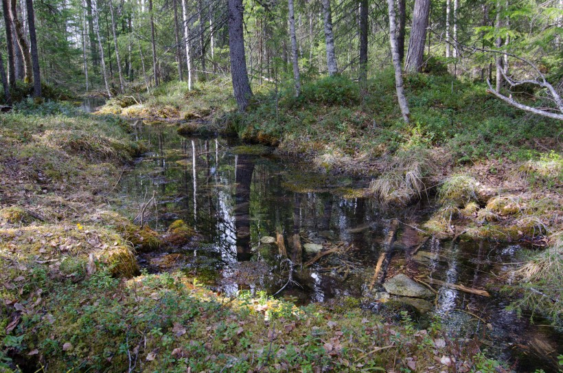 Ett exempel p&aring; grundvattenberoende terrestert ekosystem, en typisk k&auml;llmilj&ouml; i J&auml;mtland. Foto: Magdalena Thorsbrink