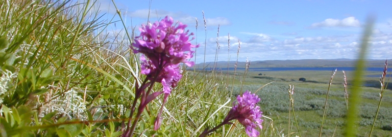 Viscaria Alpina (Fjällnejlika) 
