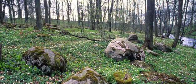 Stenar och vitsippor i en lövträdsskog. Foto.