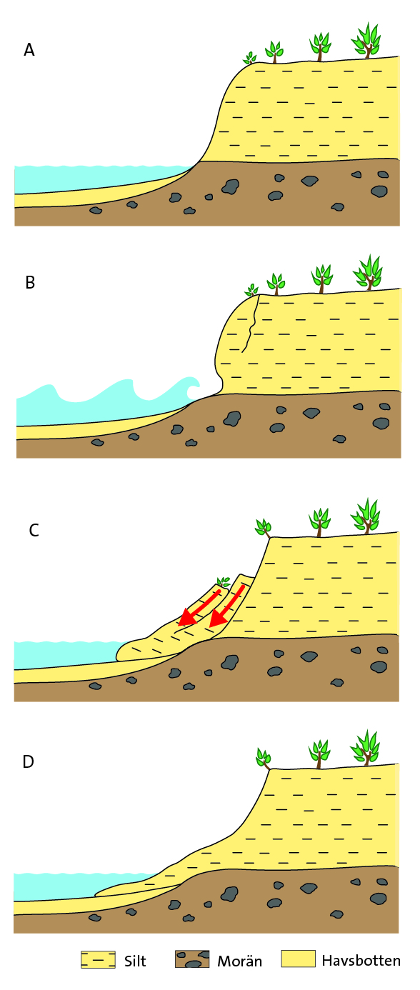 Stranderosion av en kustklint där jordlagren utgörs av siltiga sediment ovanpå morän, som t.ex. norr om Landskrona (A). Vid högvatten och höga vågor undermineras klinten (B) och de siltiga sedimenten skredar ner på stranden (C). Det material som hamnar nere på stranden kommer efterhand att sorteras och transporteras bort av vågorna (D). 