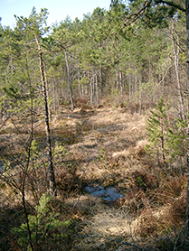 K&auml;rr och tr&auml;d.