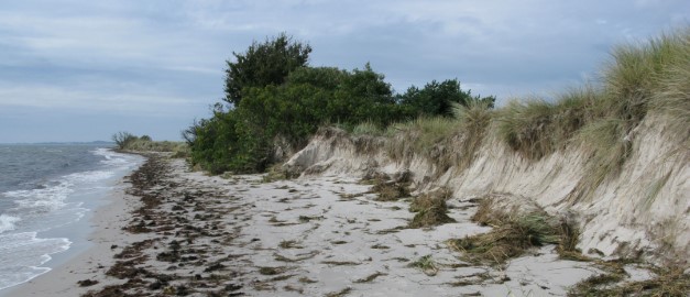 Foto av kustdyn, Höllviken, Skåne.
