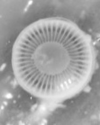 Planktonisk kiselalg, fotograferad i elektronmikroskop. Foto.
