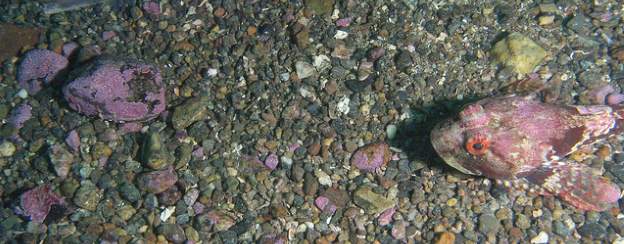 Foto på havsbottnen