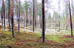 Skog, Morafältet. Foto.