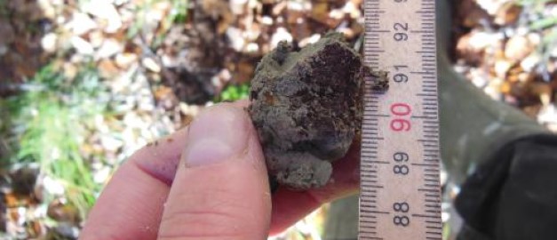 Jord i en hand samt en tumstock. Foto.