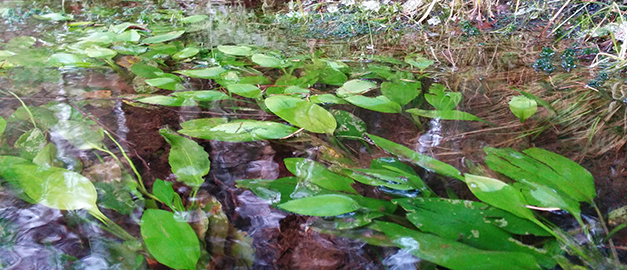 En källa med grönska i vintertid.
