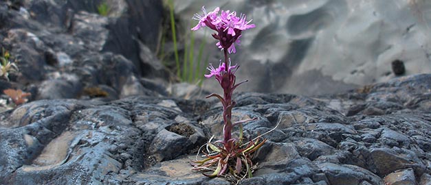 Blomman Viscaria Alpina i förgrunden och berg i bakgrunden. Foto.