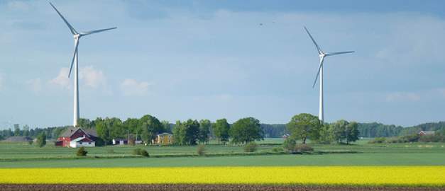 Rapsfält och vindkraftverk. Foto.