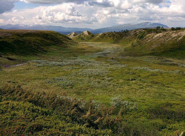 Växtlighet i fjällandskap. Foto.