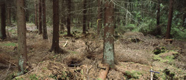  Coniferous forest. Photo.