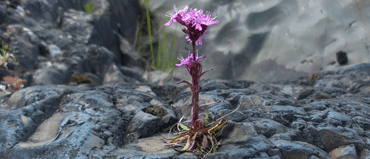 The Flower Viscaria Alpina. Foto.