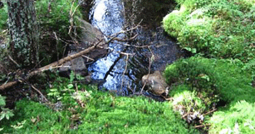 Fördjupning grundvattenberoende ekosystem