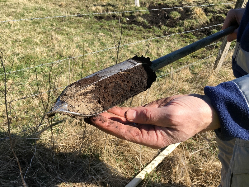 Spadborr med uppsamlat material fr&aring;n borrningen visar &ouml;verg&aring;ngen mellan torv och underliggande sand